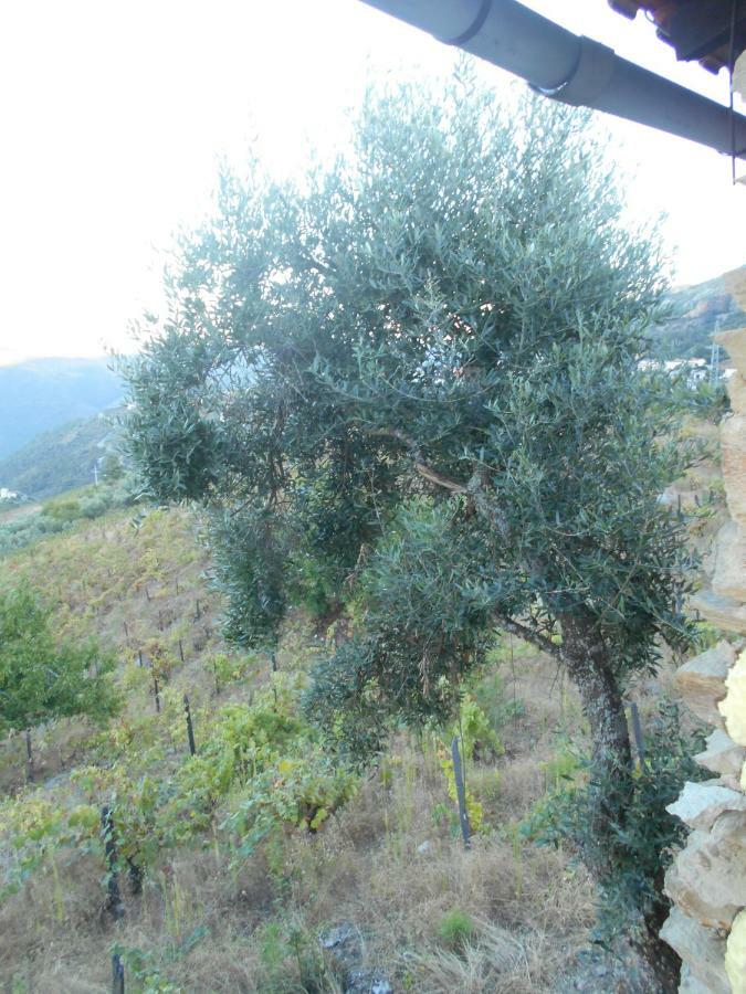 Вилла Casa Da Vinha Em Tabuaco - Douro Экстерьер фото